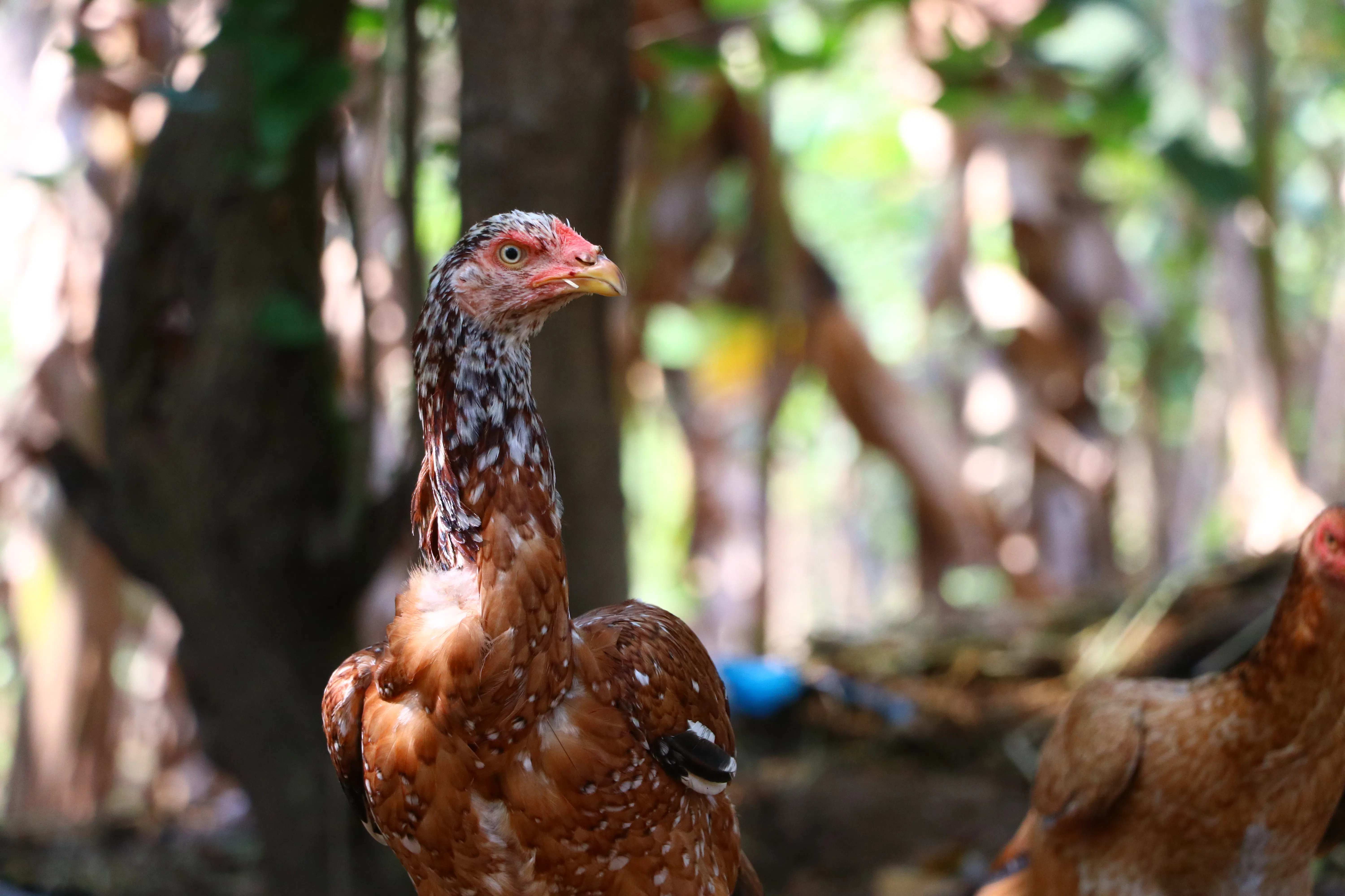 Children with country chicken eggs on a family farm